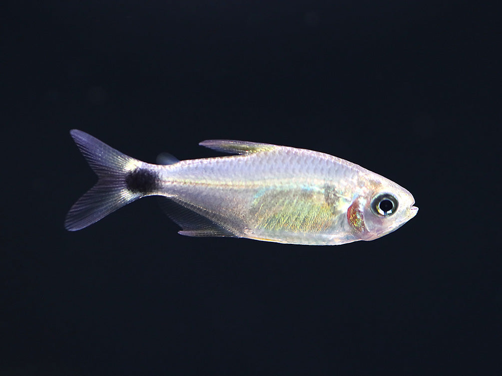 Raccoon Tetra (Hyphessobrycon procyon) - Tank Bred