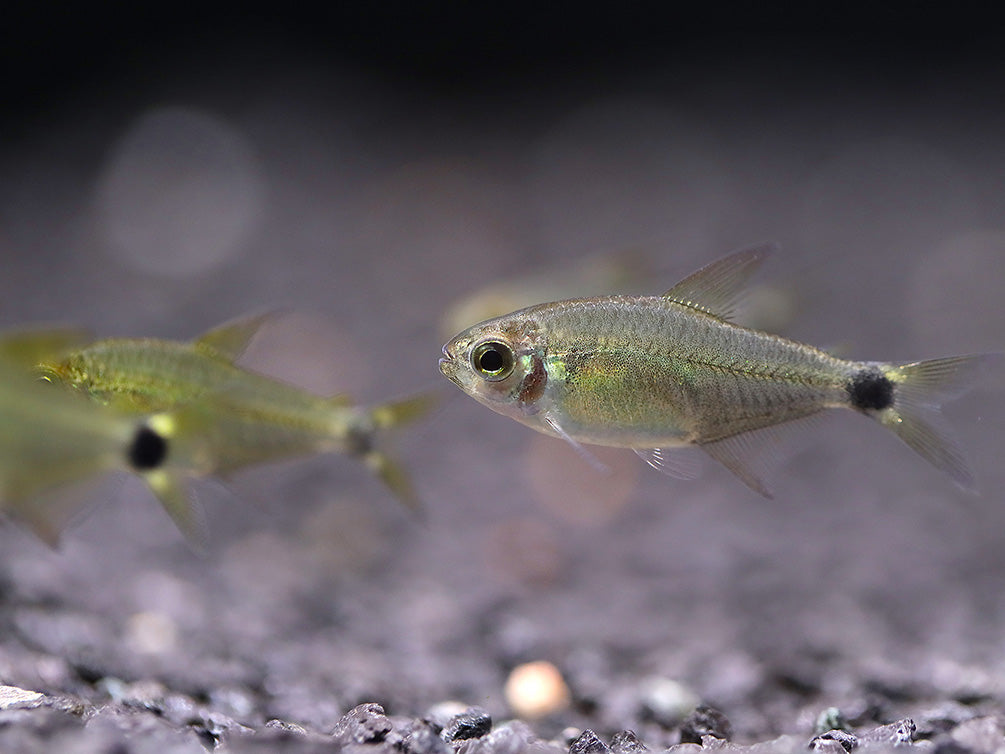 Raccoon Tetra (Hyphessobrycon procyon) - Tank Bred