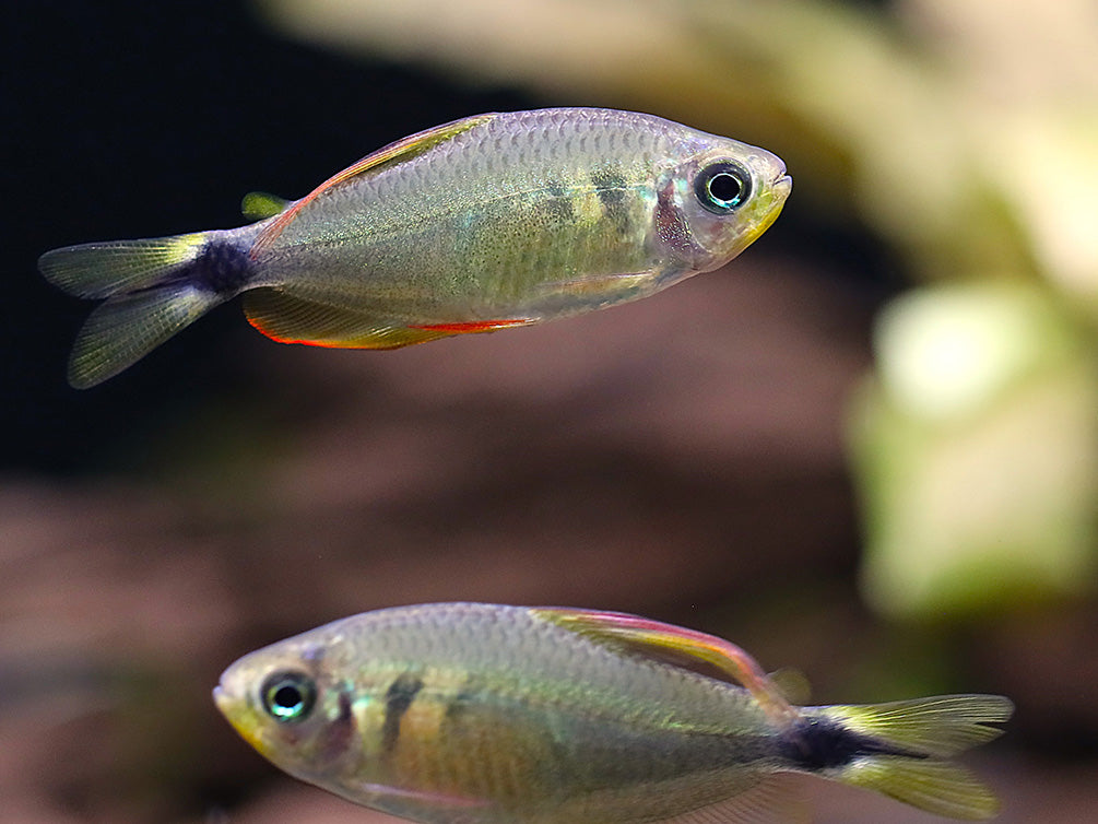 Raccoon Tetra (Hyphessobrycon procyon) - Tank Bred