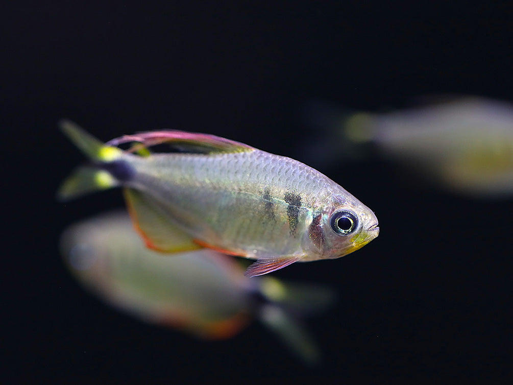 Raccoon Tetra (Hyphessobrycon procyon) - Tank Bred