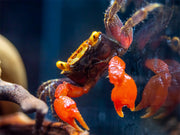 Rainbow Vampire Crab (Geosesarma golden) with purple legs for sale at aquatic arts