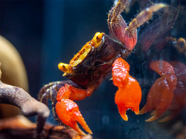 Rainbow Vampire Crab (Geosesarma golden) with purple legs for sale at aquatic arts