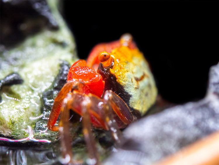 Rainbow Vampire Crab (Geosesarma golden) for sale at aquatic arts