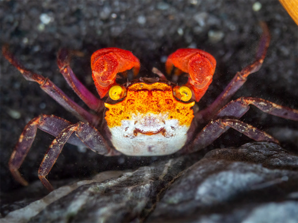 Rainbow Vampire Crab (Geosesarma golden) with purple legs for sale at aquatic arts