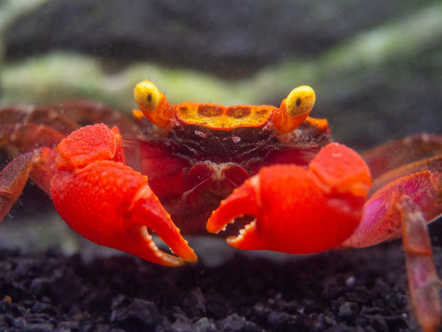 Semi Aquatic Rainbow Vampire Crab (Geosesarma golden) for sale at aquatic arts