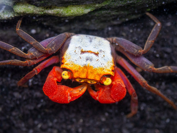 Male Rainbow Vampire Crab (Geosesarma golden) for sale at aquatic arts
