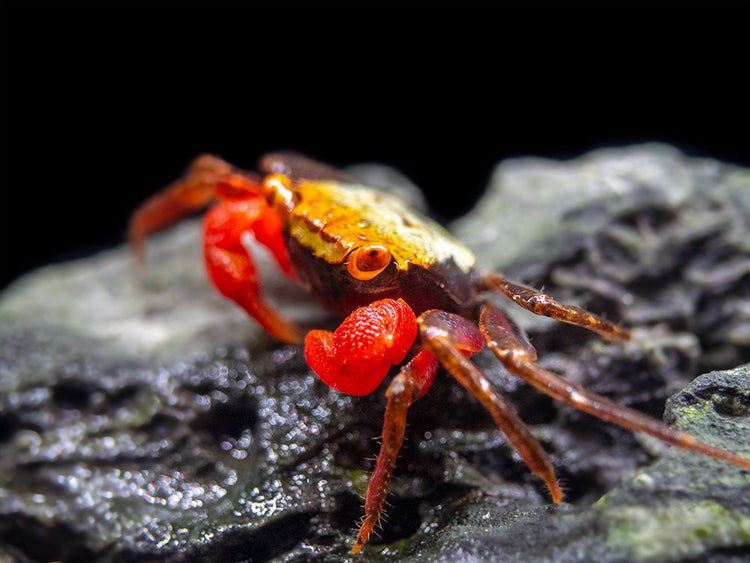 Rainbow Vampire Crab (Geosesarma golden) for sale at aquatic arts