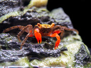 Female Rainbow Vampire Crab (Geosesarma golden) for sale at aquatic arts