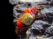 Rainbow Vampire Crab (Geosesarma golden) for sale at aquatic arts