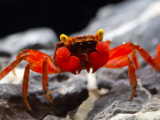 Rainbow Vampire Crab (Geosesarma rouxi "Red Legged")