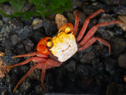 Rainbow Vampire Crab (Geosesarma rouxi "Red Legged")