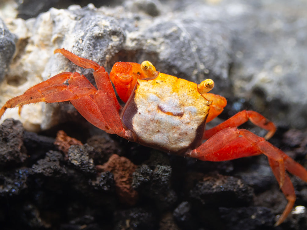 Rainbow Vampire Crab (Geosesarma rouxi "Red Legged")