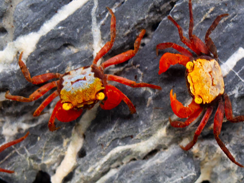 Rainbow Vampire Crab (Geosesarma rouxi "Red Legged")