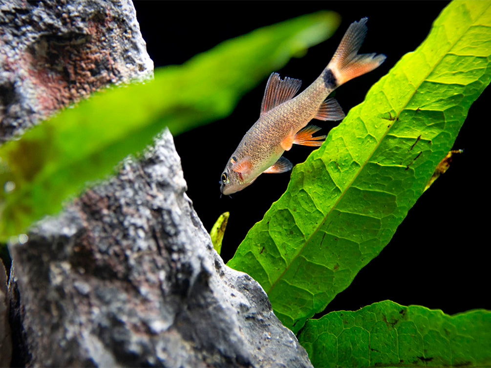 Rainbow Shark (Epalzeorhynchos frenatum), Tank-Bred!