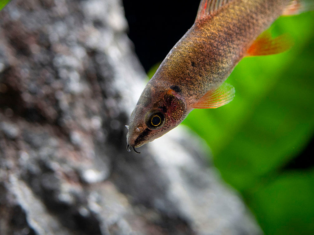 Rainbow Shark (Epalzeorhynchos frenatum), Tank-Bred!