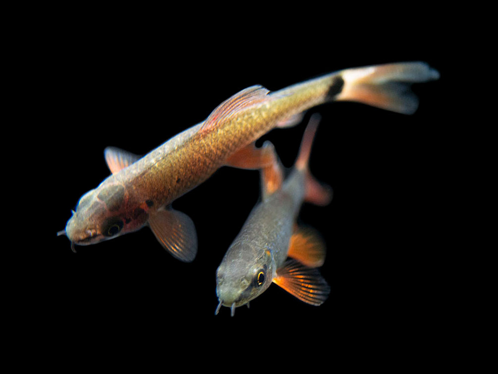 Rainbow Shark (Epalzeorhynchos frenatum), Tank-Bred!