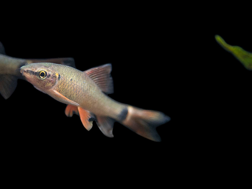 Rainbow Shark (Epalzeorhynchos frenatum), Tank-Bred!