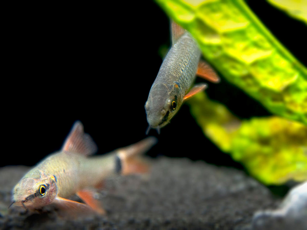 Rainbow Shark (Epalzeorhynchos frenatum), Tank-Bred!