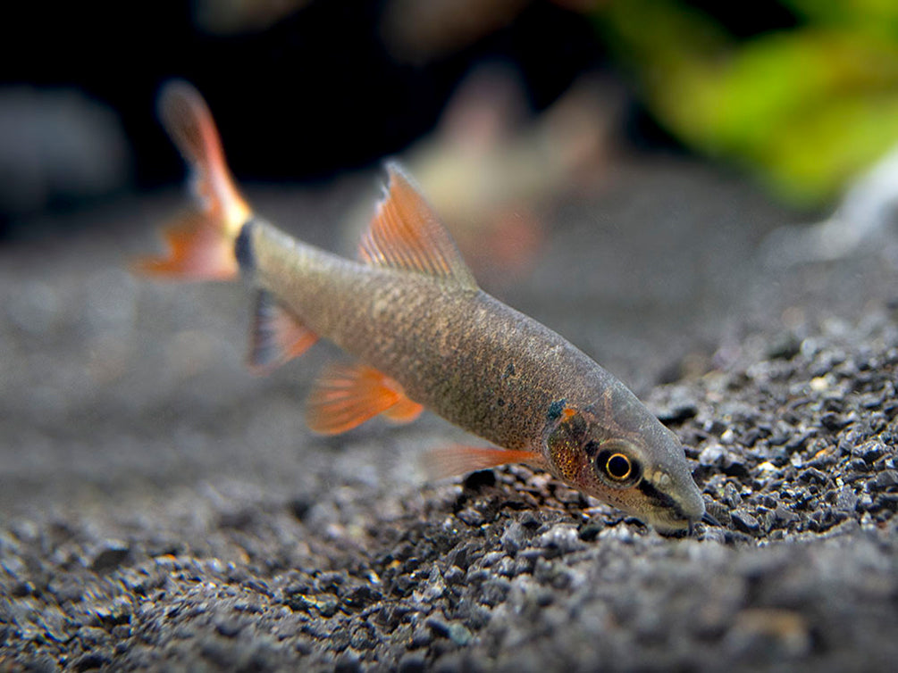 Rainbow Shark (Epalzeorhynchos frenatum), Tank-Bred!