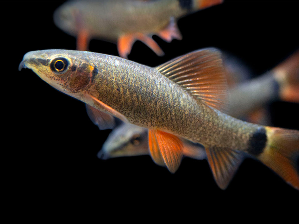 Rainbow Shark (Epalzeorhynchos frenatum), Tank-Bred!