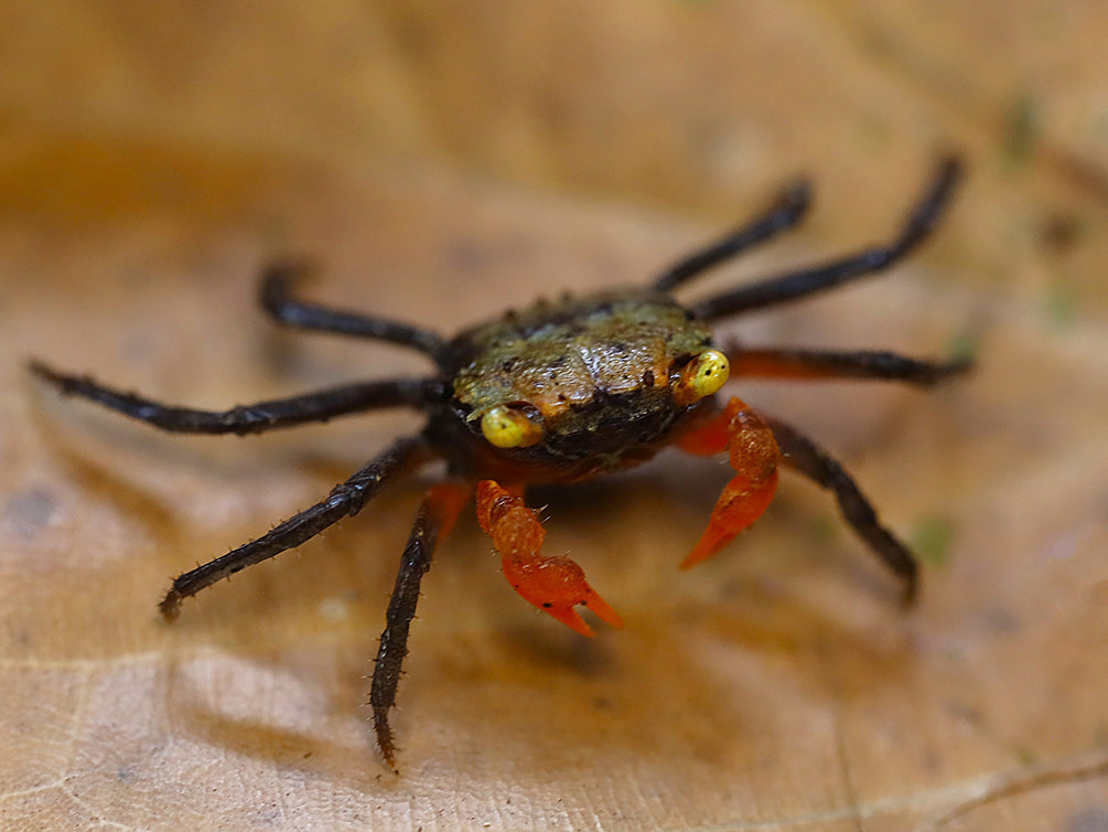 Close-up of a mature female Rainbow Vampire Crab displaying fully developed rainbow coloration.