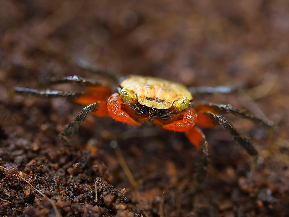 Juvenile female Rainbow Vampire Crab (Geosesarma golden) displaying softer juvenile coloration before developing the vibrant rainbow colors of mature females.
