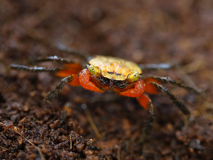 Juvenile female Rainbow Vampire Crab (Geosesarma golden) displaying softer juvenile coloration before developing the vibrant rainbow colors of mature females.