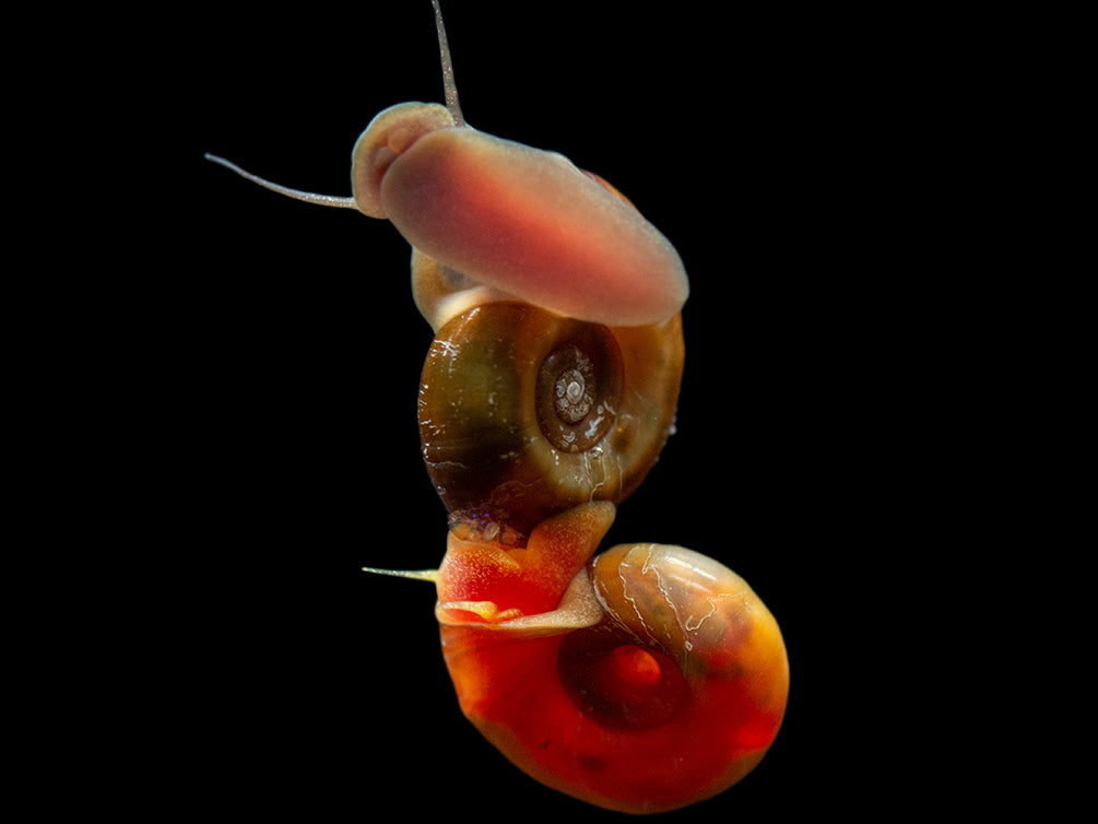 Red Ramshorn Snails (1/8" to 1")