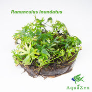 Ranunculus Inundatus (Ranunculus Inundatus) Tissue Culture
