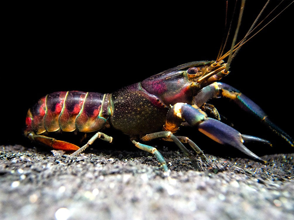 Red Cheek Crayfish (Cherax boesemani) - Aquatic Arts