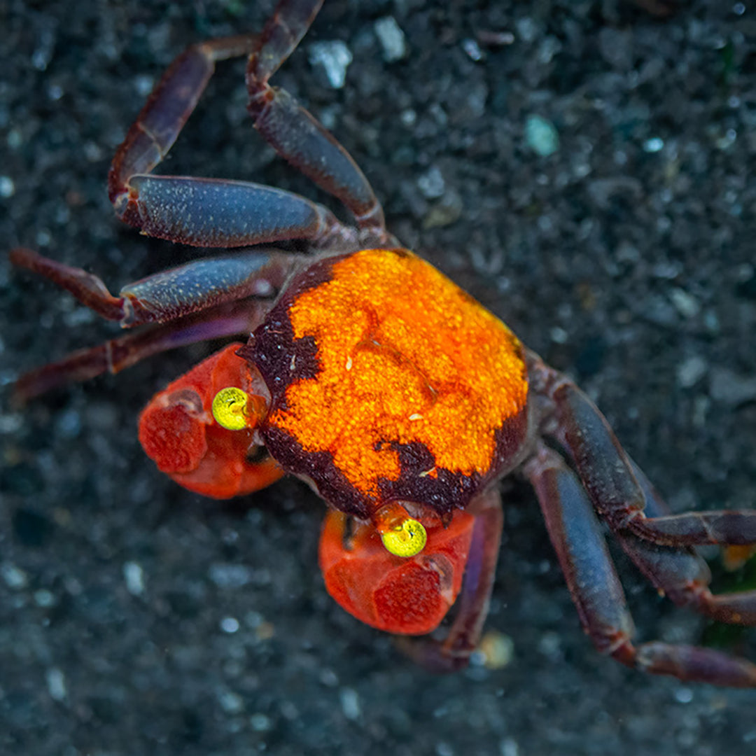 Red Devil Vampire Crab (Geosesarma hagen)