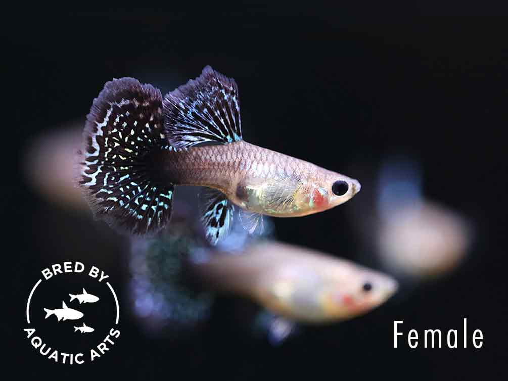 Red Dragon Guppy (Poecilia reticulata) - Bred By Aquatic Arts