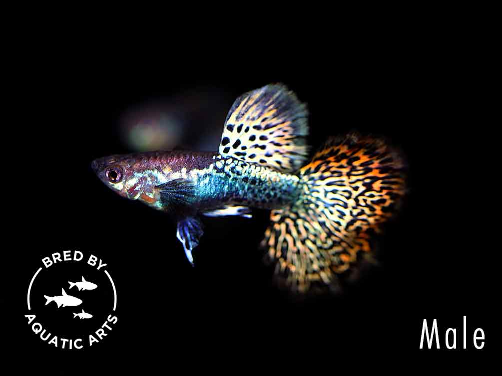 Red Dragon Guppy (Poecilia reticulata) - Bred By Aquatic Arts