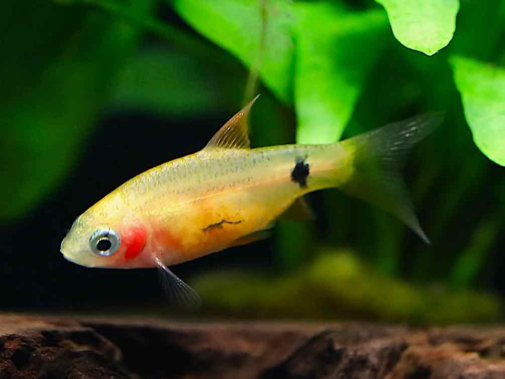 Red Glass Barb (Pethia conchonius) – Tank-Bred