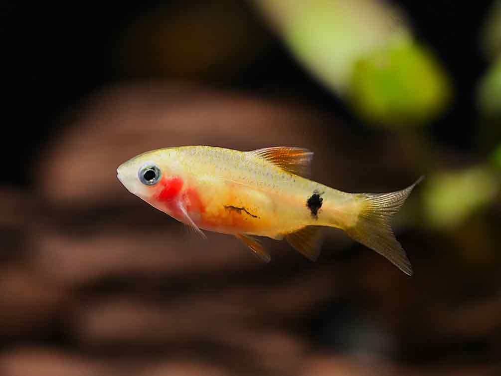 Red Glass Barb (Pethia conchonius) – Tank-Bred