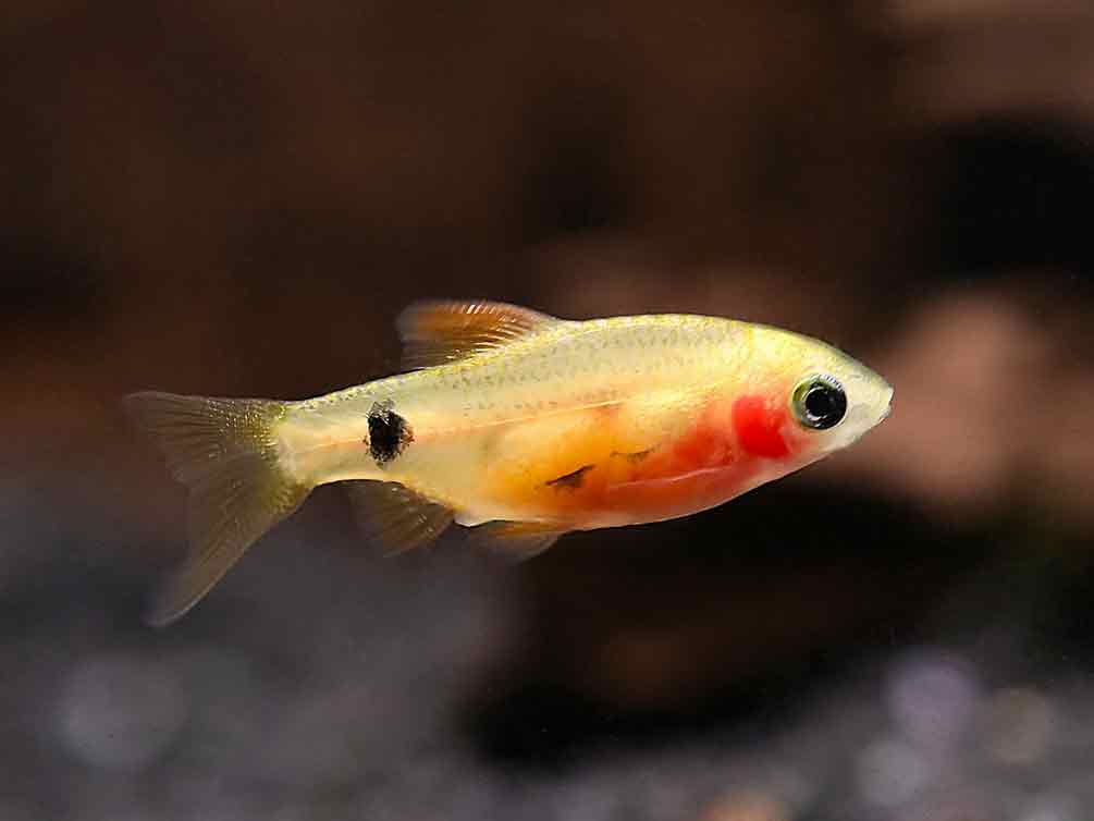 Red Glass Barb (Pethia conchonius) – Tank-Bred