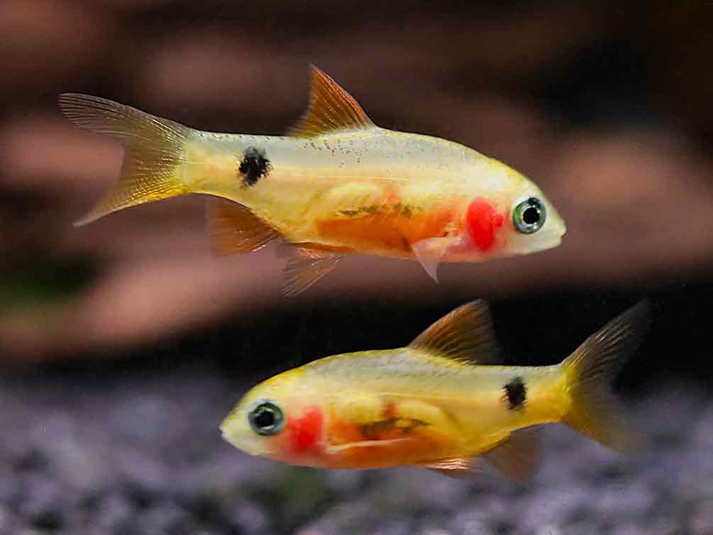 Red Glass Barb (Pethia conchonius) – Tank-Bred