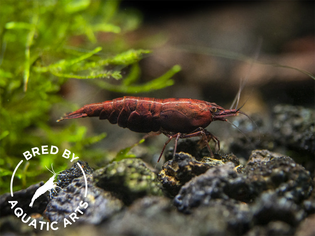 Bred By Aquatic Arts Planted Neocaridina Shrimp Combo Box (Neocaridina davidi)