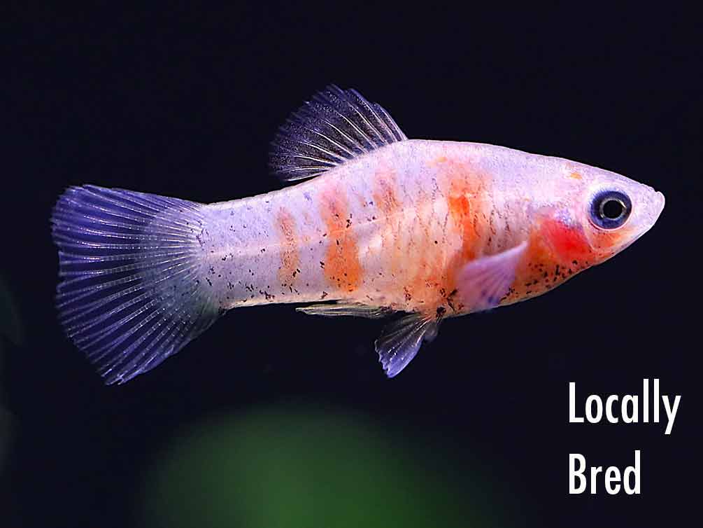 Red Tiger Platy (Xiphophorus maculatus) - Tank-Bred