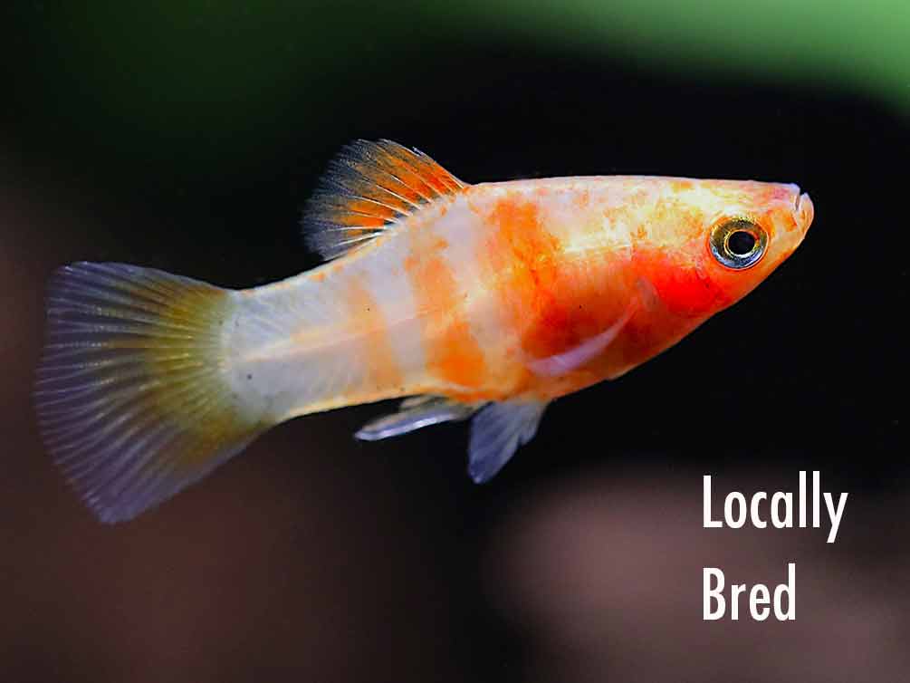 Red Tiger Platy (Xiphophorus maculatus) - Tank-Bred