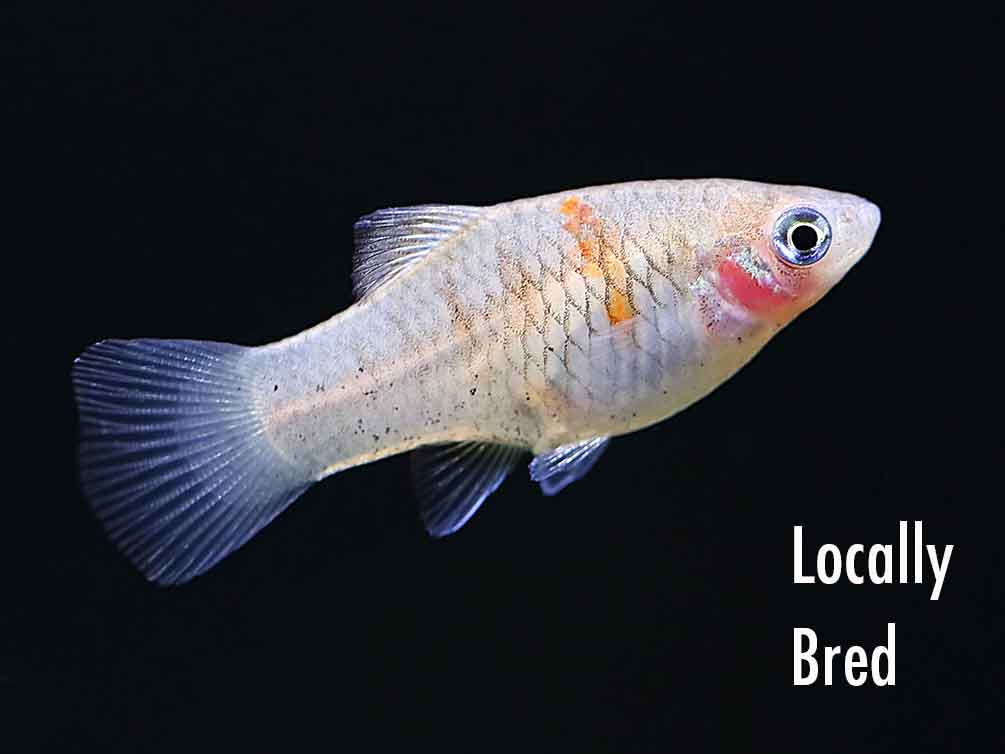 Red Tiger Platy (Xiphophorus maculatus) - Tank-Bred