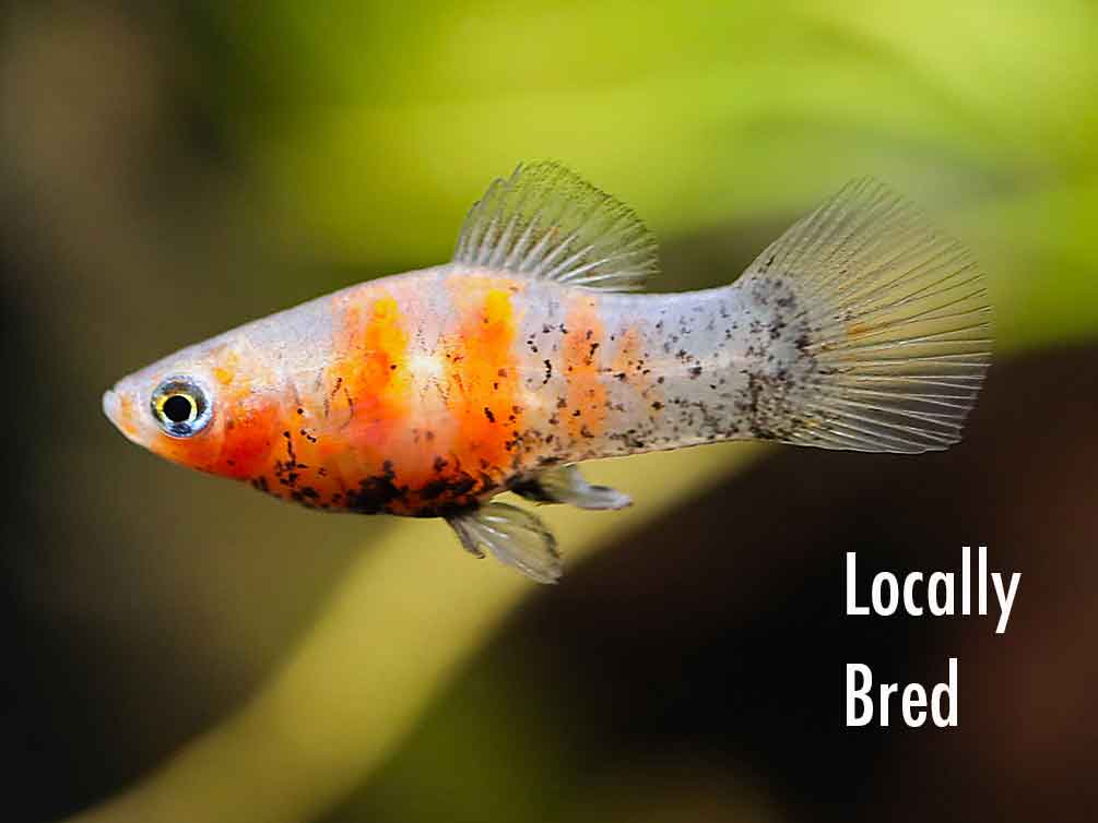 Red Tiger Platy (Xiphophorus maculatus) - Tank-Bred