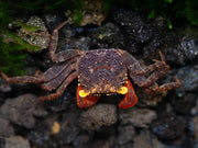 Red Arm Chocolate Vampire Crab (Geosesarma sp.)