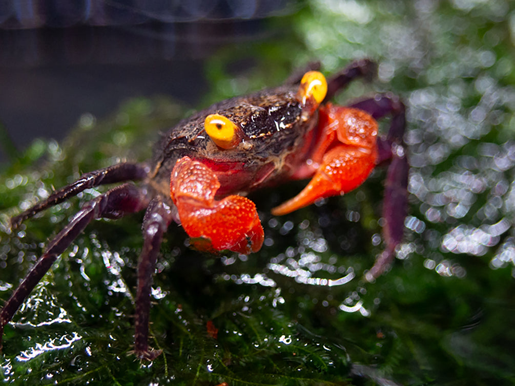 Red Arm Chocolate Vampire Crab (Geosesarma sp.)