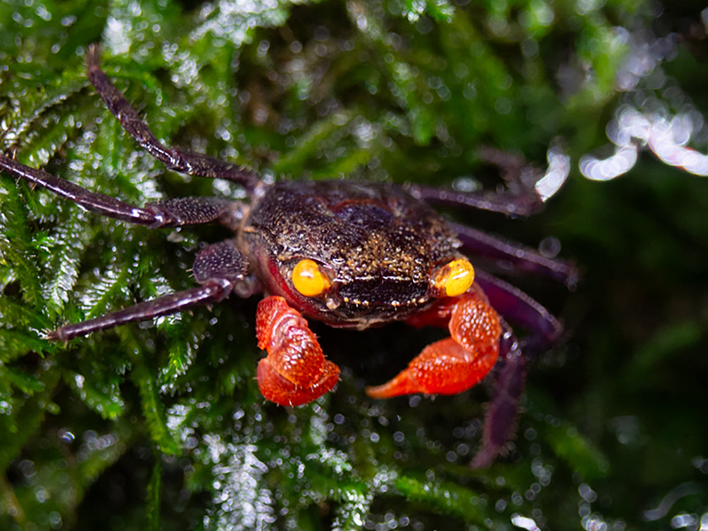 Red Arm Chocolate Vampire Crab (Geosesarma sp.)