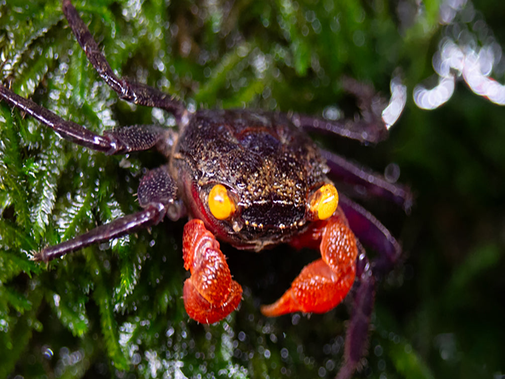 Red Arm Vampire Crab (Geosesarma bicolor) - Aquatic Arts