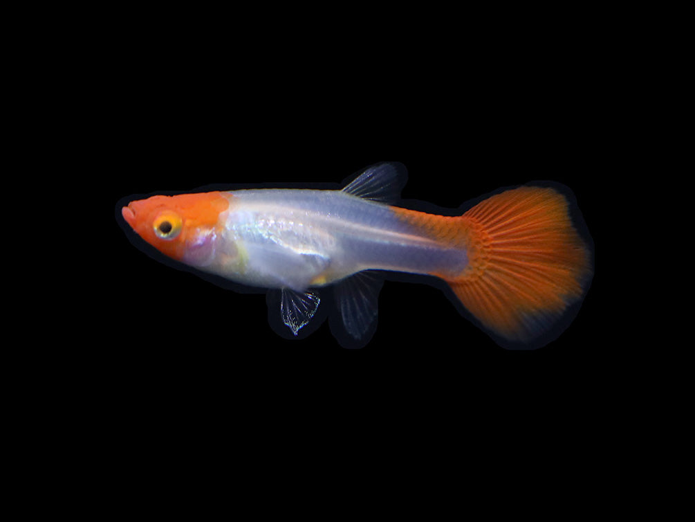 Red Cap Kohaku Guppy (Poecilia reticulata) - TANK-BRED