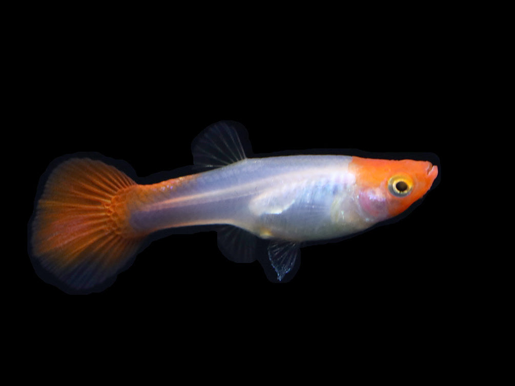 Red Cap Kohaku Guppy (Poecilia reticulata) - TANK-BRED