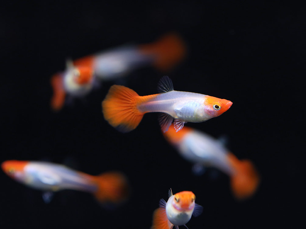 Red Cap Kohaku Guppy (Poecilia reticulata) - TANK-BRED