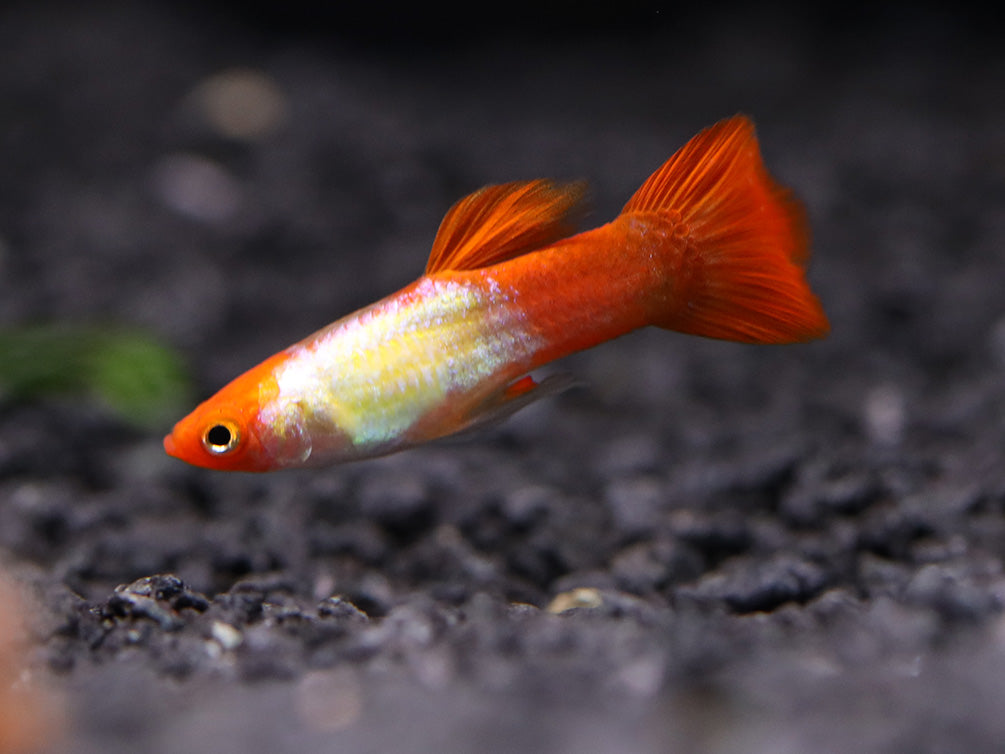 Red Cap Kohaku Guppy (Poecilia reticulata) - TANK-BRED